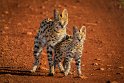 033 Masai Mara, serval